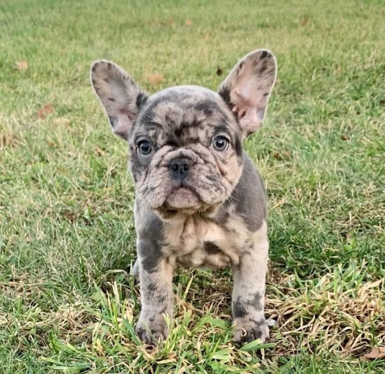 French Bulldogs For Sale