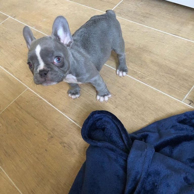 French Bulldogs For Sale