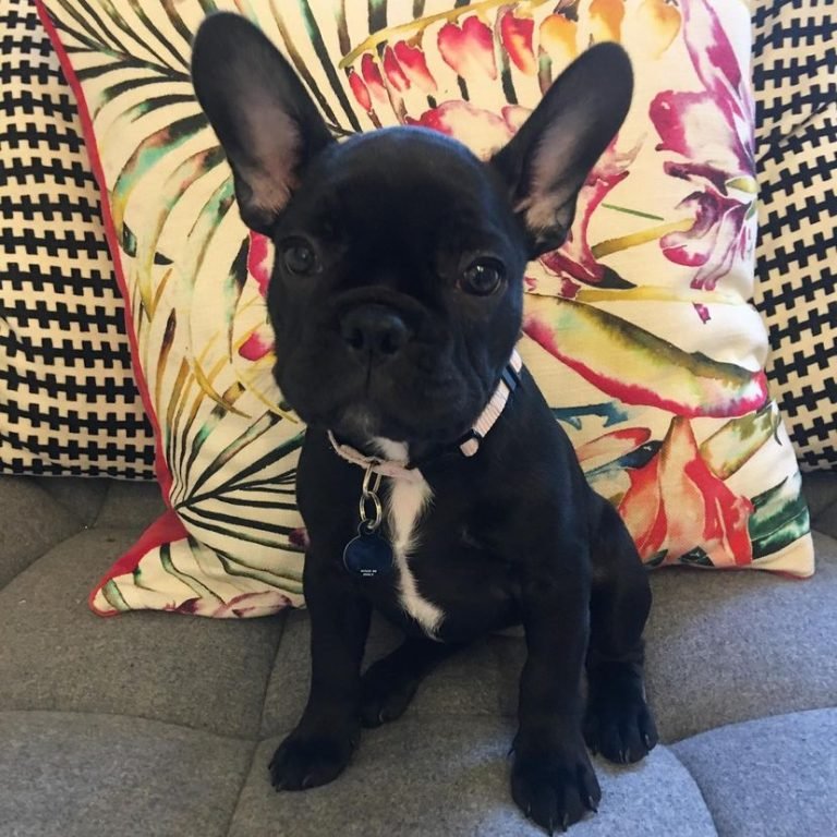 French Bulldogs For Sale