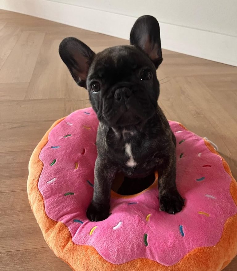 French Bulldogs For Sale