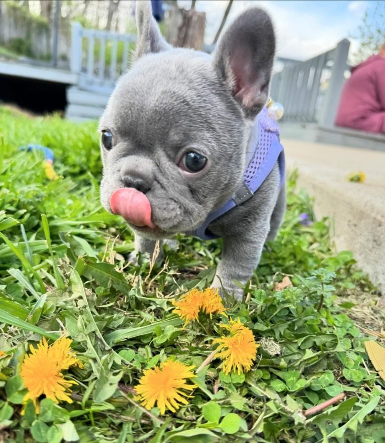 French Bulldogs For Sale
