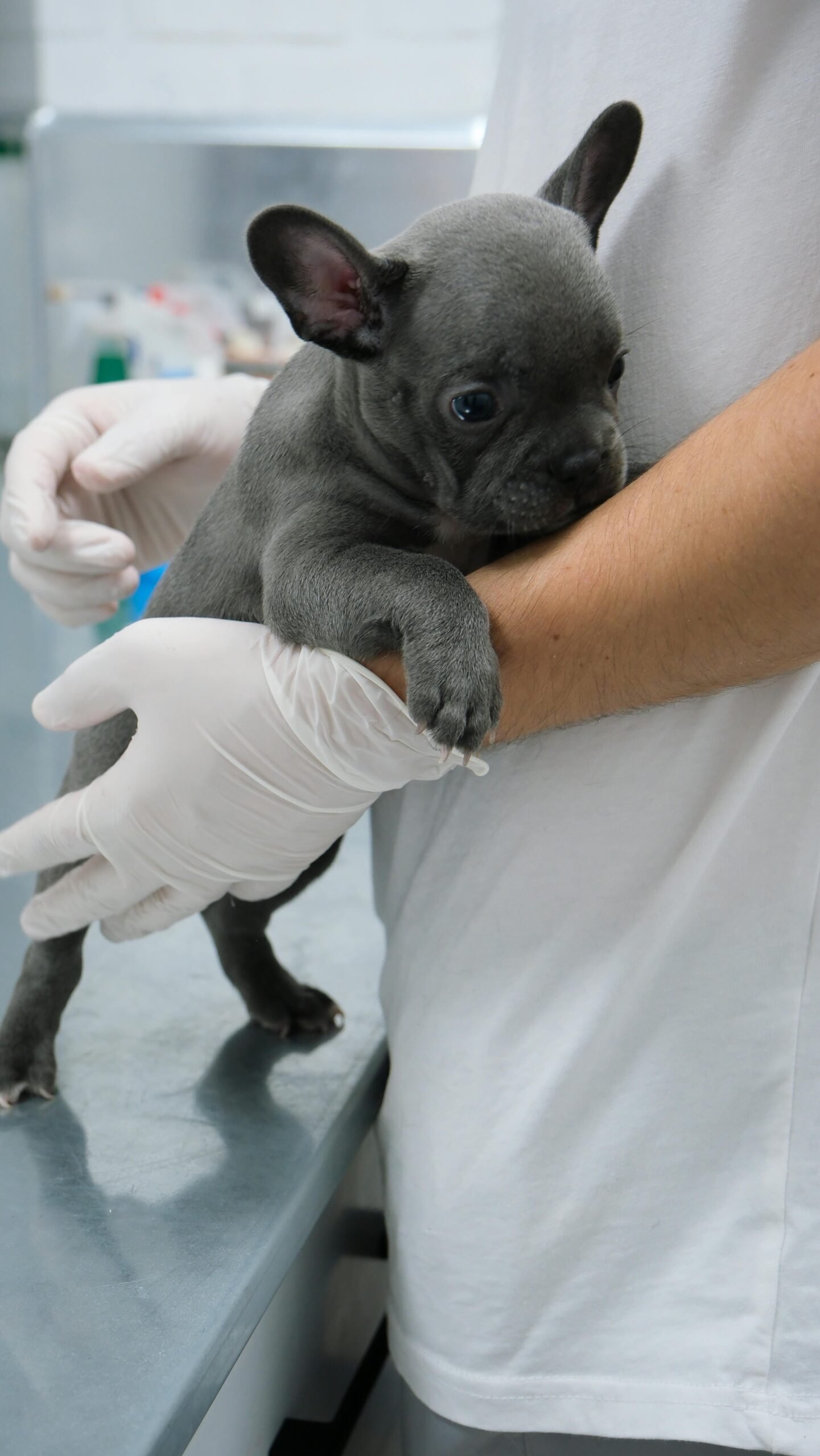 French Bulldogs For Sale