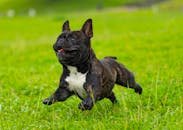 French Bulldogs For Sale