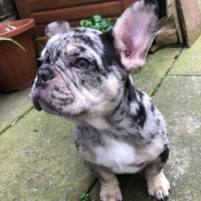French Bulldogs For Sale