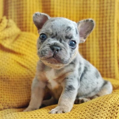 French Bulldogs For Sale