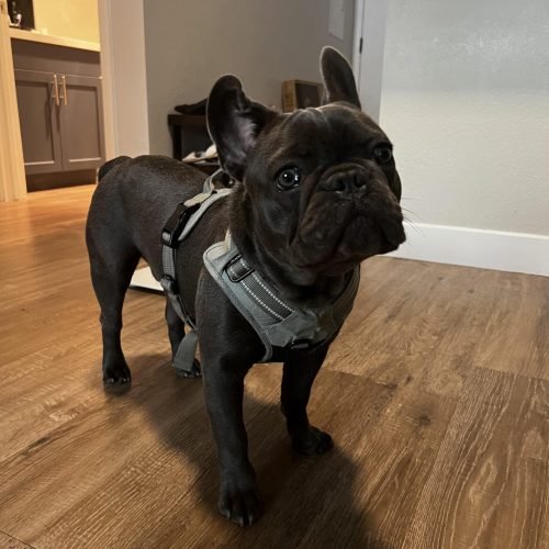 French Bulldogs For Sale