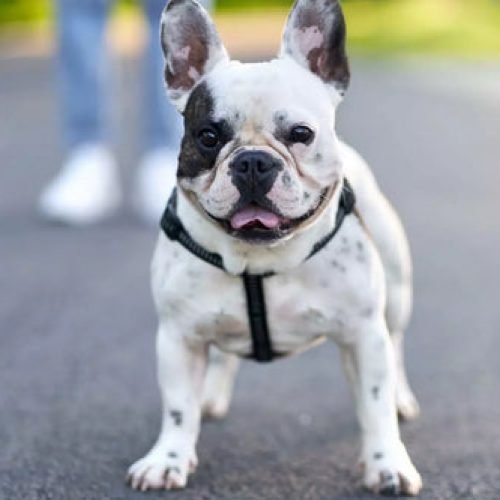 French Bulldogs For Sale