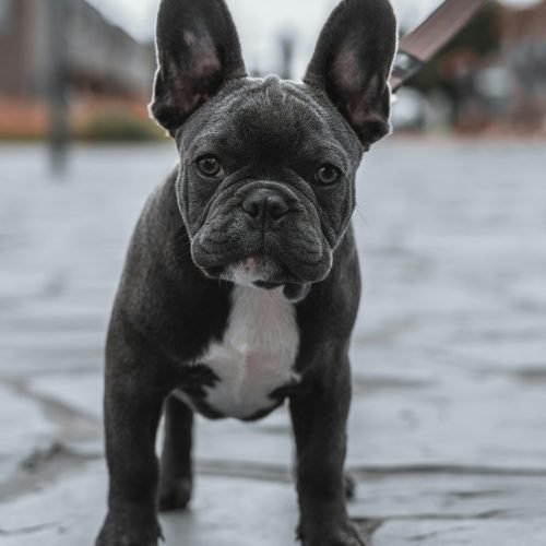 Charming French Bulldog puppy standing alert on a city street during a walk.